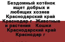 Бездомный котёнок ищет добрых и любящих хозяев - Краснодарский край, Краснодар г. Животные и растения » Кошки   . Краснодарский край,Краснодар г.